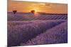 Lavender Field at Sunset-Cora Niele-Mounted Giclee Print