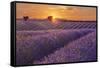 Lavender Field at Sunset-Cora Niele-Framed Stretched Canvas