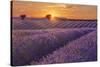Lavender Field at Sunset-Cora Niele-Stretched Canvas