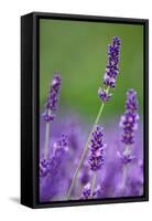 Lavender Field, Blossoms, Medium Close-Up-Herbert Kehrer-Framed Stretched Canvas