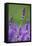 Lavender Field, Blossoms, Medium Close-Up-Herbert Kehrer-Framed Stretched Canvas