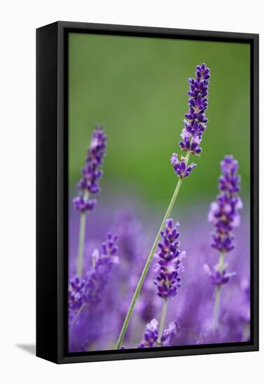 Lavender Field, Blossoms, Medium Close-Up-Herbert Kehrer-Framed Stretched Canvas