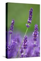 Lavender Field, Blossoms, Medium Close-Up-Herbert Kehrer-Stretched Canvas