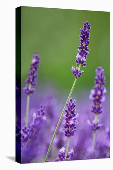 Lavender Field, Blossoms, Medium Close-Up-Herbert Kehrer-Stretched Canvas