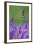 Lavender Field, Blossoms, Medium Close-Up-Herbert Kehrer-Framed Photographic Print