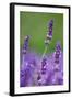 Lavender Field, Blossoms, Medium Close-Up-Herbert Kehrer-Framed Photographic Print