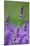 Lavender Field, Blossoms, Medium Close-Up-Herbert Kehrer-Mounted Photographic Print