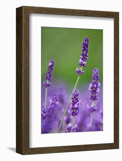 Lavender Field, Blossoms, Medium Close-Up-Herbert Kehrer-Framed Photographic Print