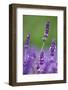 Lavender Field, Blossoms, Medium Close-Up-Herbert Kehrer-Framed Photographic Print