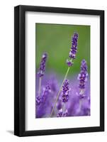 Lavender Field, Blossoms, Medium Close-Up-Herbert Kehrer-Framed Photographic Print