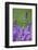 Lavender Field, Blossoms, Medium Close-Up-Herbert Kehrer-Framed Photographic Print