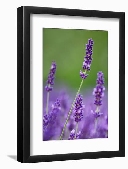 Lavender Field, Blossoms, Medium Close-Up-Herbert Kehrer-Framed Photographic Print