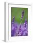 Lavender Field, Blossoms, Medium Close-Up-Herbert Kehrer-Framed Photographic Print