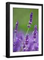 Lavender Field, Blossoms, Medium Close-Up-Herbert Kehrer-Framed Photographic Print
