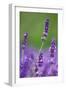 Lavender Field, Blossoms, Medium Close-Up-Herbert Kehrer-Framed Photographic Print