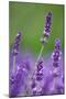 Lavender Field, Blossoms, Medium Close-Up-Herbert Kehrer-Mounted Photographic Print