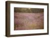 Lavender field close to Detmold in East Westphalia.-Nadja Jacke-Framed Photographic Print