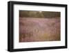 Lavender field close to Detmold in East Westphalia.-Nadja Jacke-Framed Photographic Print