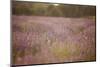 Lavender field close to Detmold in East Westphalia.-Nadja Jacke-Mounted Photographic Print