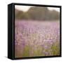 Lavender field close to Detmold in East Westphalia.-Nadja Jacke-Framed Stretched Canvas