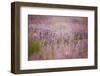 Lavender field close to Detmold in East Westphalia.-Nadja Jacke-Framed Photographic Print