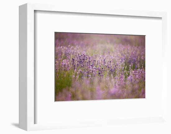 Lavender field close to Detmold in East Westphalia.-Nadja Jacke-Framed Photographic Print