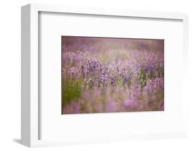 Lavender field close to Detmold in East Westphalia.-Nadja Jacke-Framed Photographic Print