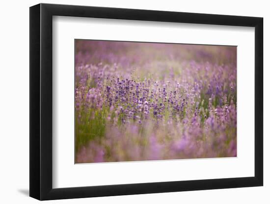 Lavender field close to Detmold in East Westphalia.-Nadja Jacke-Framed Photographic Print