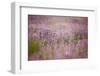 Lavender field close to Detmold in East Westphalia.-Nadja Jacke-Framed Photographic Print