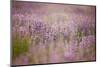 Lavender field close to Detmold in East Westphalia.-Nadja Jacke-Mounted Photographic Print