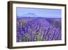 Lavender Field Close Up-Cora Niele-Framed Giclee Print