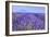 Lavender Field Close Up-Cora Niele-Framed Giclee Print