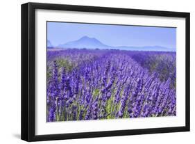 Lavender Field Close Up-Cora Niele-Framed Giclee Print