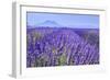 Lavender Field Close Up-Cora Niele-Framed Giclee Print