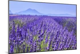 Lavender Field Close Up-Cora Niele-Mounted Giclee Print