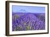 Lavender Field Close Up-Cora Niele-Framed Premium Giclee Print