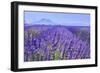 Lavender Field Close Up-Cora Niele-Framed Premium Giclee Print