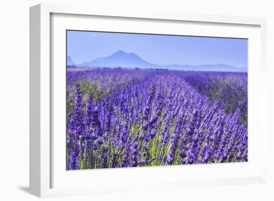 Lavender Field Close Up-Cora Niele-Framed Premium Giclee Print