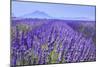 Lavender Field Close Up-Cora Niele-Mounted Premium Giclee Print