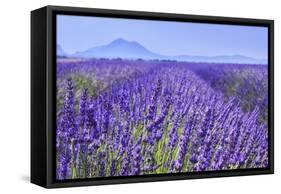 Lavender Field Close Up-Cora Niele-Framed Stretched Canvas