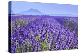Lavender Field Close Up-Cora Niele-Stretched Canvas
