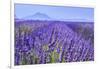 Lavender Field Close Up-Cora Niele-Framed Giclee Print