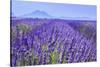 Lavender Field Close Up-Cora Niele-Stretched Canvas