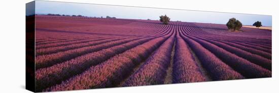 Lavender Field, Fragrant Flowers, Valensole, Provence, France-null-Stretched Canvas