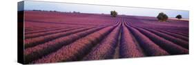 Lavender Field, Fragrant Flowers, Valensole, Provence, France-null-Stretched Canvas