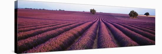 Lavender Field, Fragrant Flowers, Valensole, Provence, France-null-Stretched Canvas