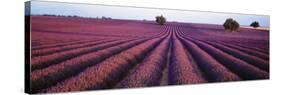 Lavender Field, Fragrant Flowers, Valensole, Provence, France-null-Stretched Canvas