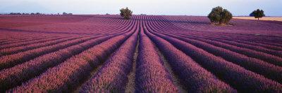 https://imgc.allpostersimages.com/img/posters/lavender-field-fragrant-flowers-valensole-provence-france_u-L-OHNPY0.jpg?artPerspective=n