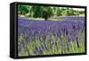 Lavender Field I-Dana Styber-Framed Stretched Canvas