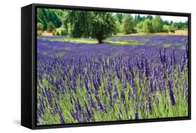 Lavender Field I-Dana Styber-Framed Stretched Canvas